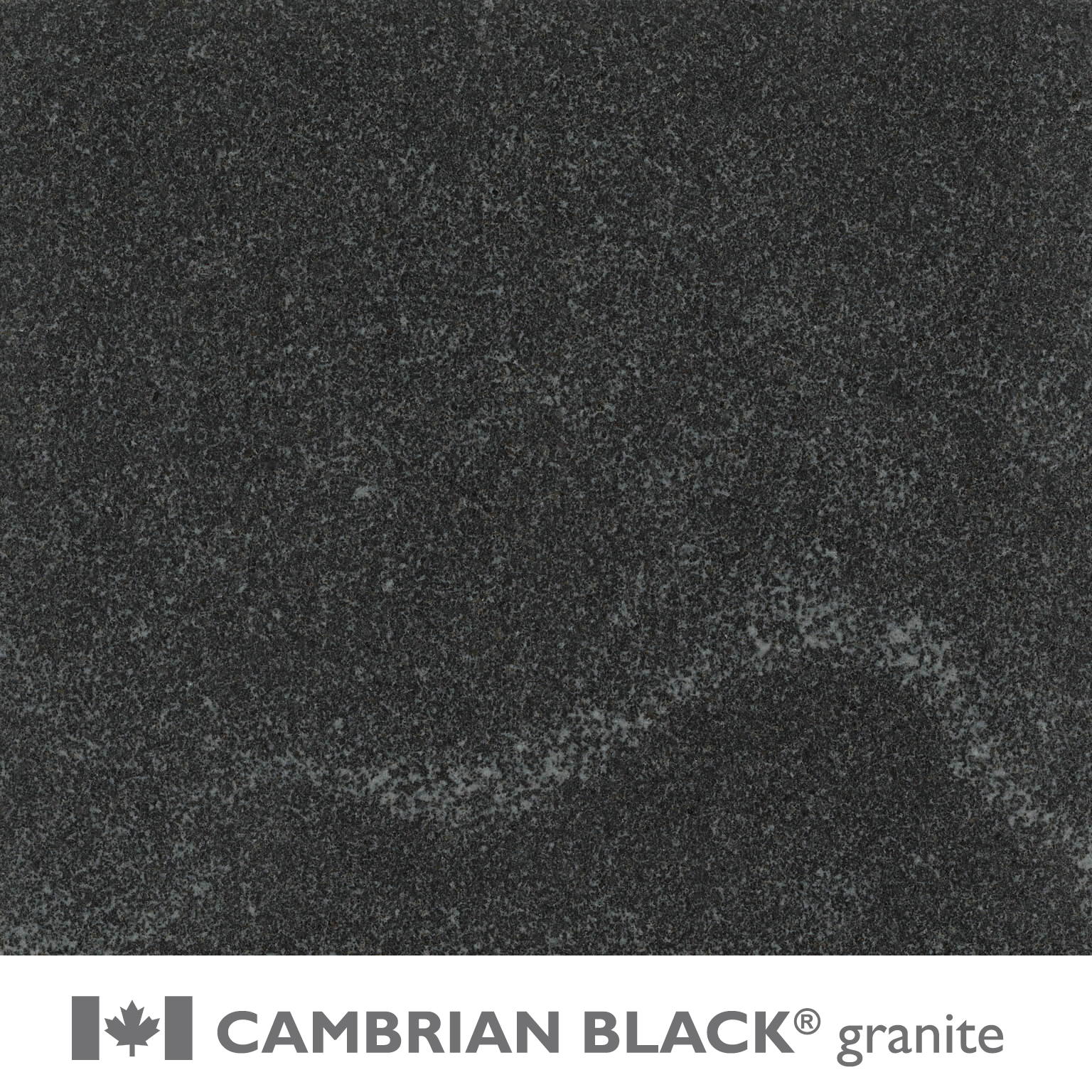 CAMBRIAN BLACK